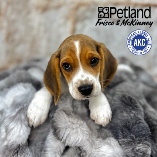 [#25396-01] Black White / Tan M Beagle Puppies for Sale
