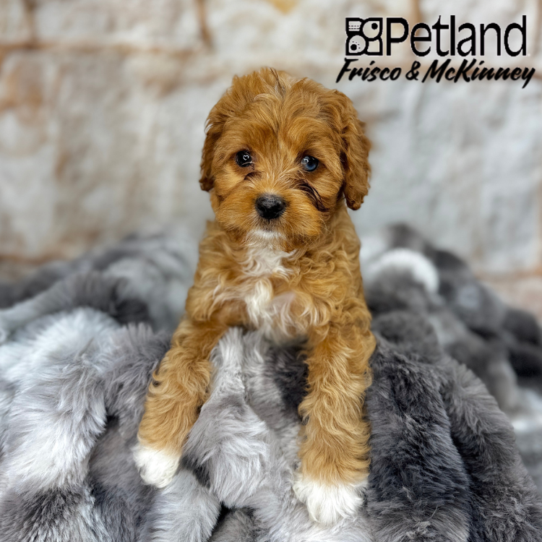 [#25390-07] Red F Cavapoo Puppies for Sale