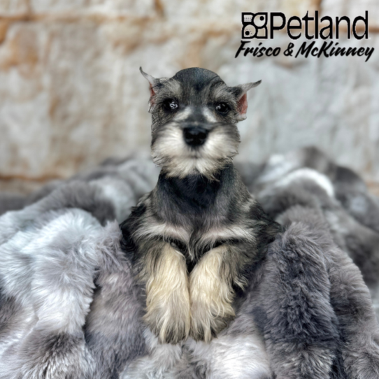 [#25385-02] Salt / Pepper M Miniature Schnauzer Puppies for Sale