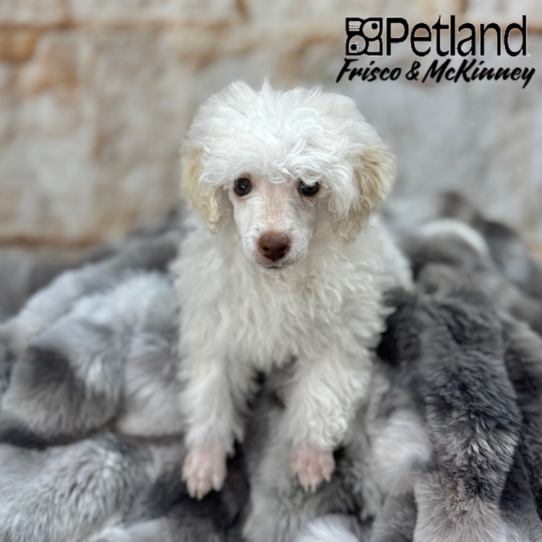 [#25384-01] White F Poodle Puppies for Sale