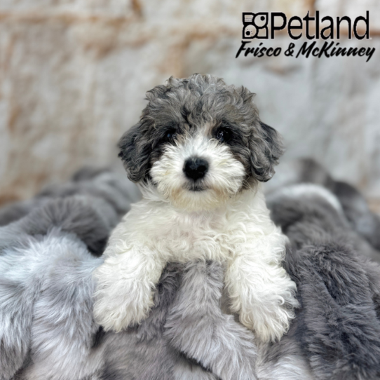 [#25370-07] White / Blue Merle F Bichapoo Puppies for Sale