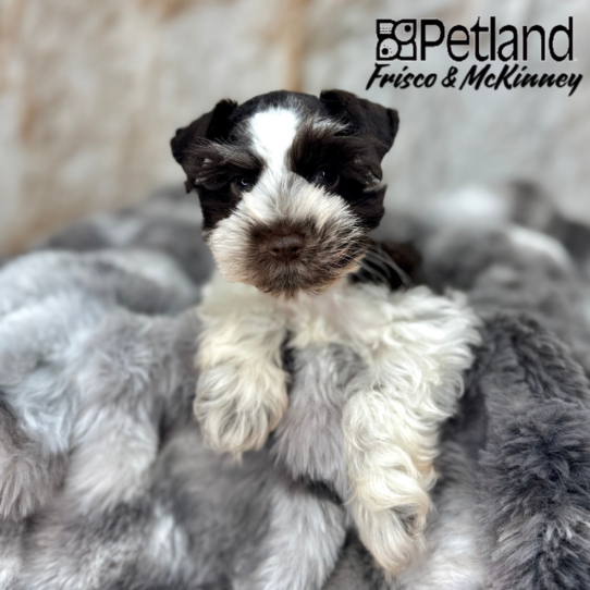 [#251406-01] Liver M Miniature Schnauzer Puppies for Sale
