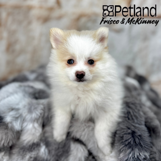 [#251404-05] Orange F Pomeranian Puppies for Sale