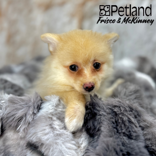 [#251404-02] Orange F Pomeranian Puppies for Sale