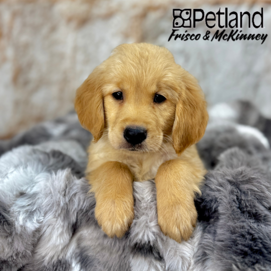 [#25388-09] Golden F Golden Retriever Puppies for Sale