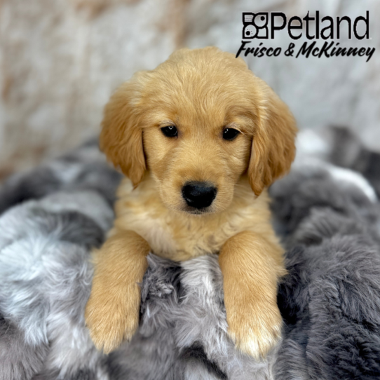 [#25388-08] Golden F Golden Retriever Puppies for Sale