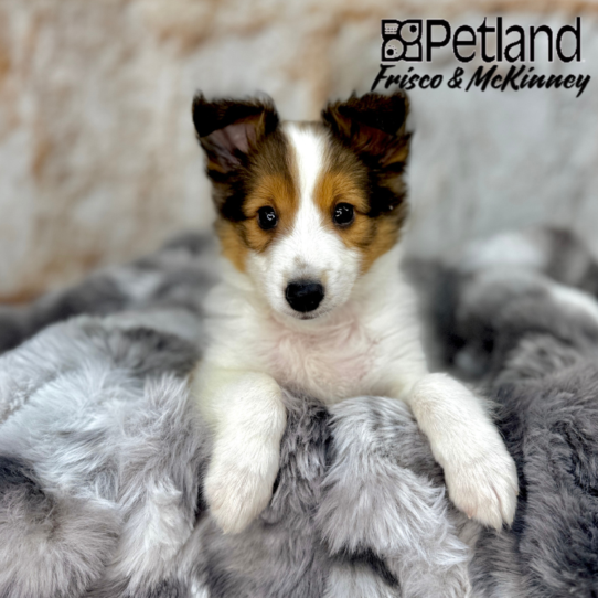 [#25404-02] Sable / White M Shetland Sheepdog Puppies for Sale