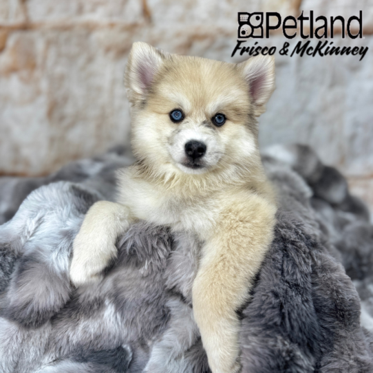 [#25178-01] Cream F Pomsky Puppies for Sale