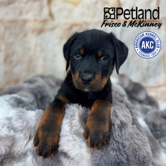 [#25175-01] Black / Rust M Rottweiler Puppies for Sale