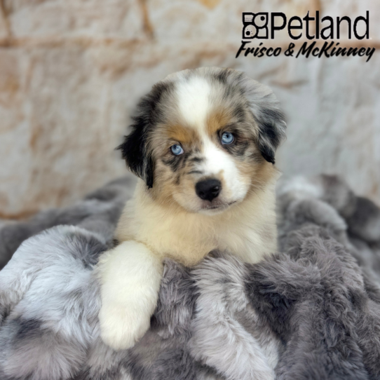 [#25179-01] Blue Merle M Miniature American Shepherd Puppies for Sale