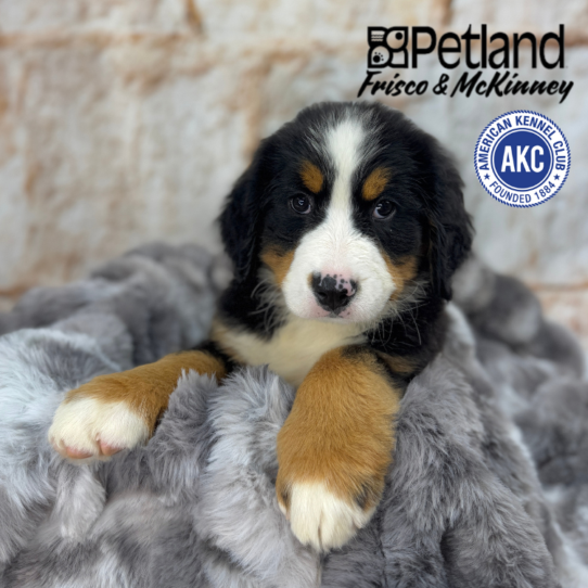 [#25173-05] Black Rust / White F Bernese Mountain Dog Puppies for Sale