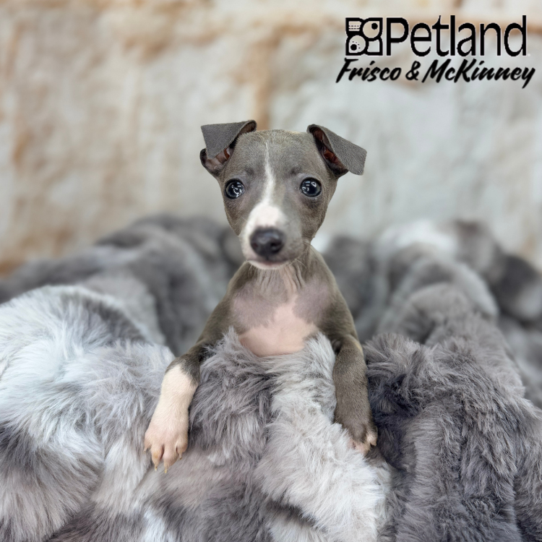 [#251403-02] Blue / White F Italian Greyhound Puppies for Sale