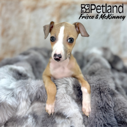 [#251402-02] Fawn / White M Italian Greyhound Puppies for Sale