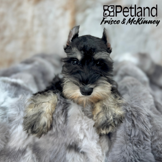 [#251363-01] Black / Silver M Miniature Schnauzer Puppies for Sale