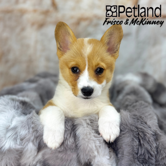 [#25174-05] Sable / White F Pembroke Welsh Corgi Puppies for Sale