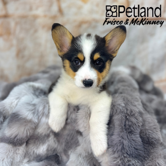[#25174-02] Black Tan / White M Pembroke Welsh Corgi Puppies for Sale