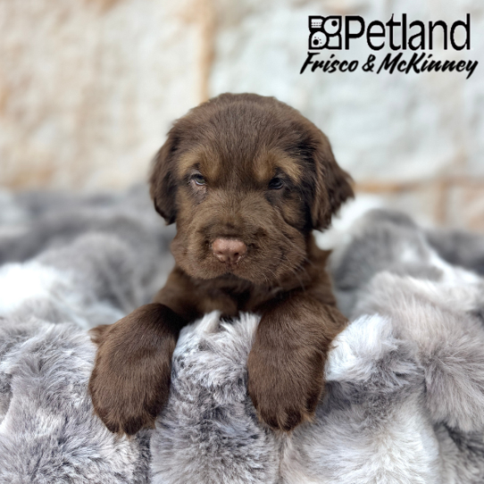 [#2551-07] Chocolate F Hippo Mini Puppies for Sale