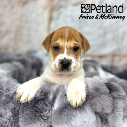 [#2551-03] Red / White M Hippo Mini Puppies for Sale