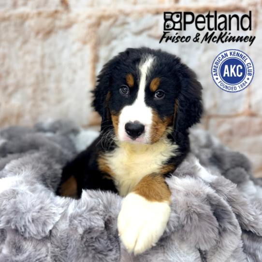 [#M04803] Black Rust and White M Bernese Mountain Dog Puppies for Sale