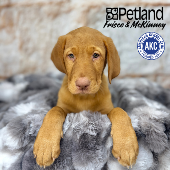 [#25286-03] Yellow F Labrador Retriever Puppies for Sale