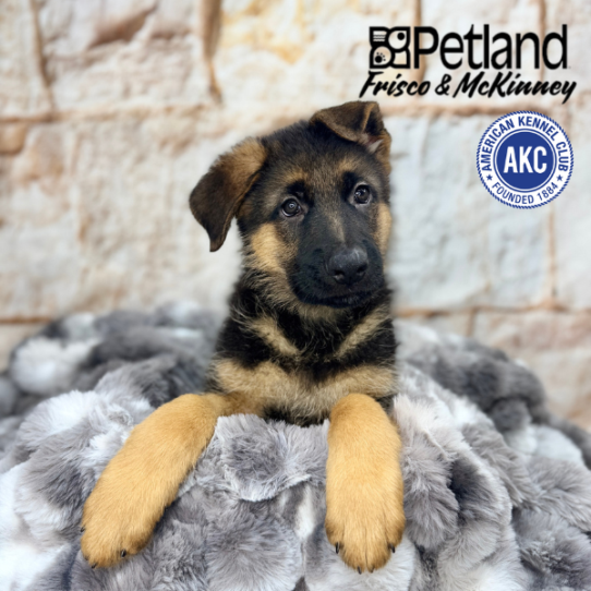[#M05302] Black and Tan M German Shepherd Puppies for Sale