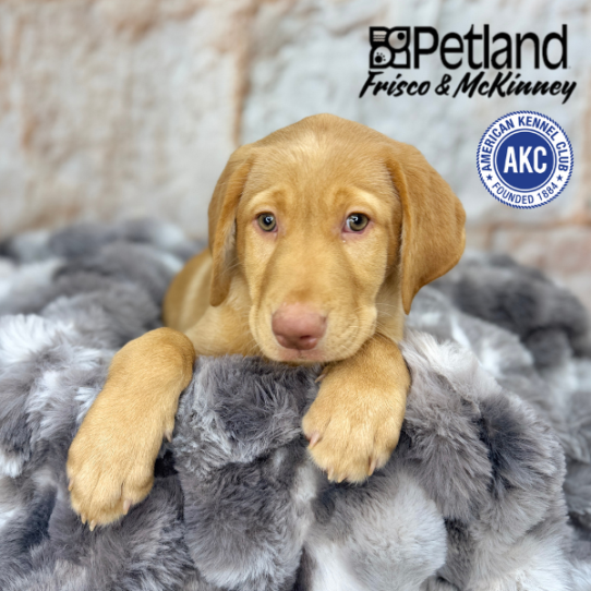 [#25286-01] Yellow M Labrador Retriever Puppies for Sale