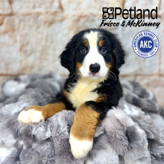 [#M04806] Black Rust and White F Bernese Mountain Dog Puppies for Sale