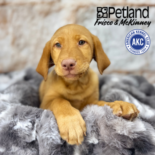 [#25286-02] Yellow F Labrador Retriever Puppies for Sale