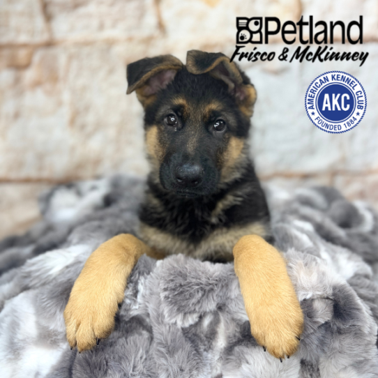 [#M05301] Black and Tan M German Shepherd Puppies for Sale