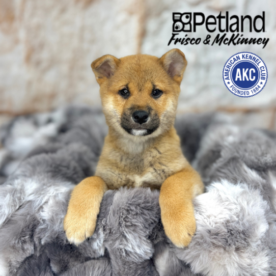 [#M04613] Red M Shiba Inu Puppies for Sale
