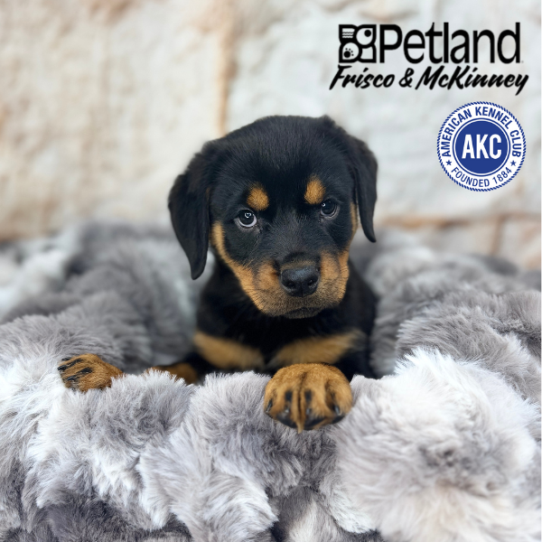 [#M04815] Black and Mahogany F Rottweiler Puppies for Sale
