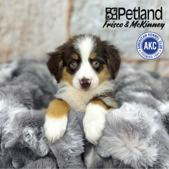 [#M05130] Red M Miniature American Shepherd Puppies for Sale