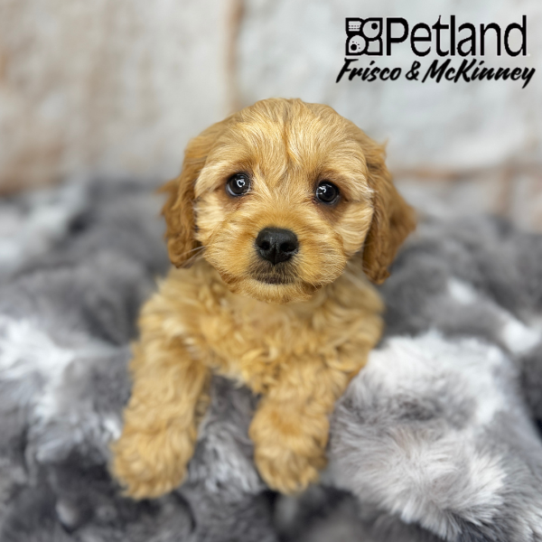 [#M05142] Ruby F Cavachon Puppies for Sale