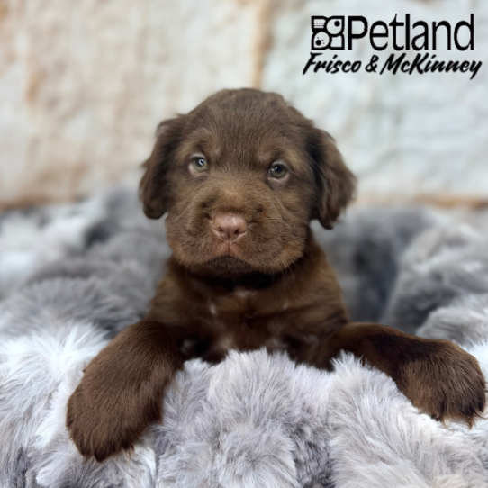 [#2551-05] Chocolate F Hippo Mini Puppies for Sale