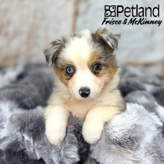 [#M05952] Blue Merle White and Tan M Miniature American Shepherd Puppies for Sale