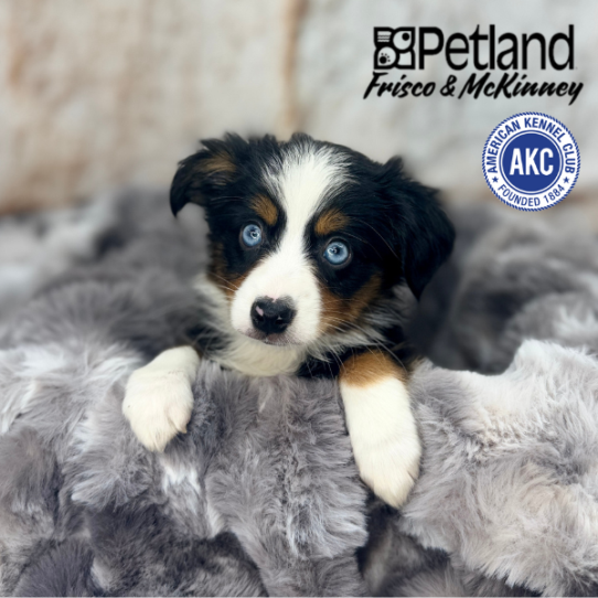 [#M05138] Black White and Tan F Miniature American Shepherd Puppies for Sale