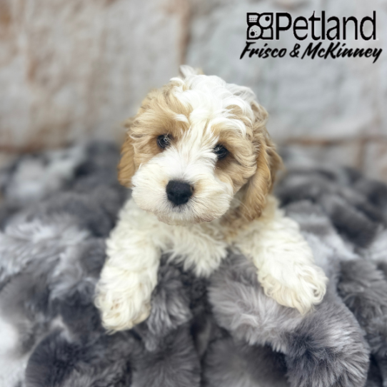 [#M05141] White and Apricot M Cavachon Puppies for Sale