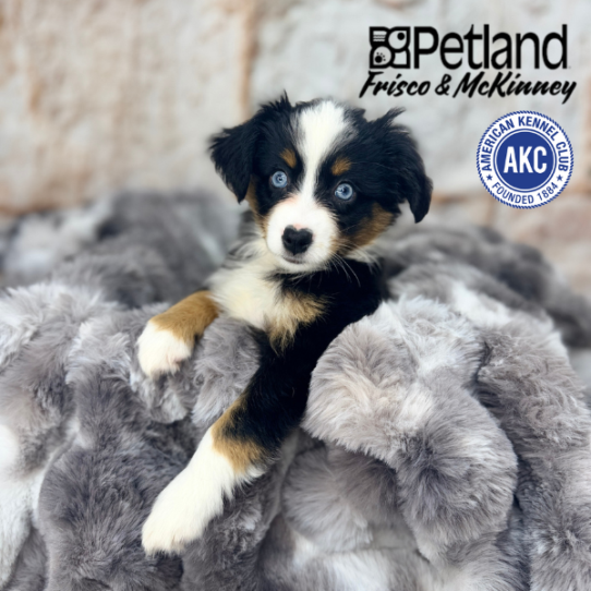 [#M05131] Black White and Tan F Miniature American Shepherd Puppies for Sale