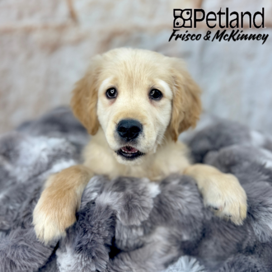 [#25305-01] Light Golden M Golden Retriever Puppies for Sale