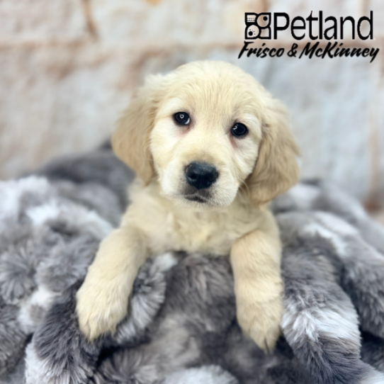 [#25305-05] Light Golden F Golden Retriever Puppies for Sale