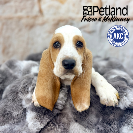 [#M05221] Red and White F Basset Hound Puppies for Sale