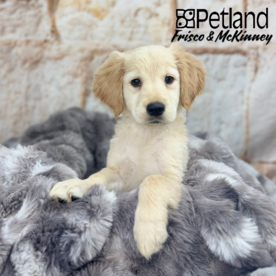 [#25305-04] Light Golden F Golden Retriever Puppies for Sale