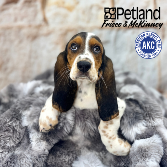 [#M05365] Black White and Tan F Basset Hound Puppies for Sale