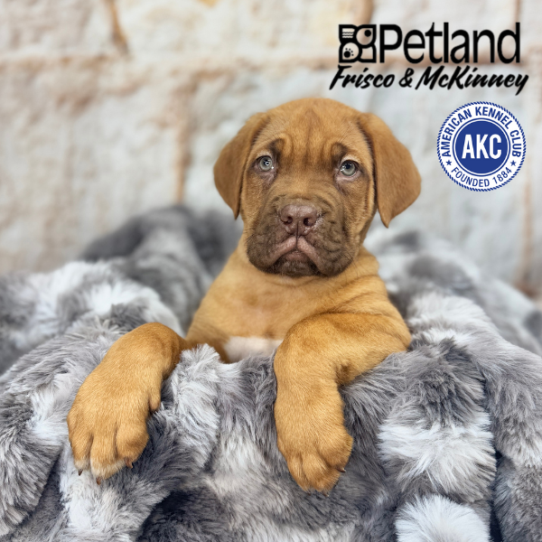 [#M05243] Red M Dogue De Bordeaux Puppies for Sale