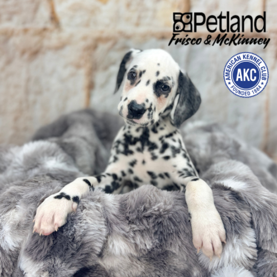 [#M05194] White and Black F Dalmatian Puppies for Sale