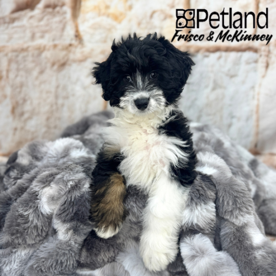 [#M05072] Black Rust and White M Mini Aussie Poo Puppies for Sale