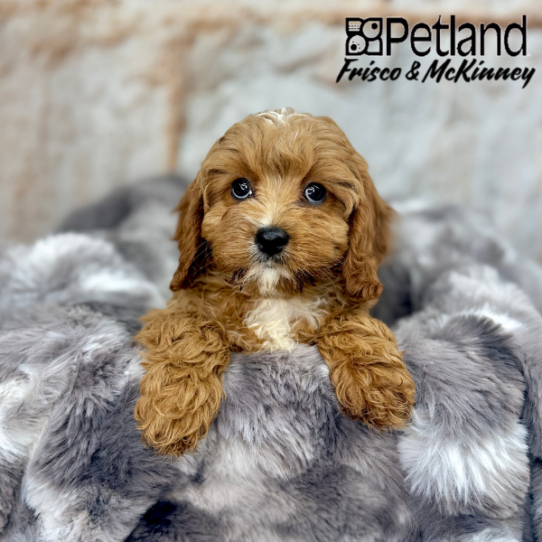 [#2587-05] Red F Cavapoo Puppies for Sale