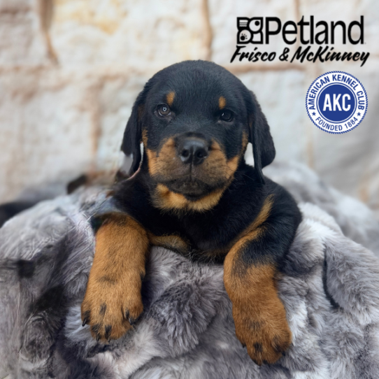 [#M04793] Black and Mahogany M Rottweiler Puppies for Sale