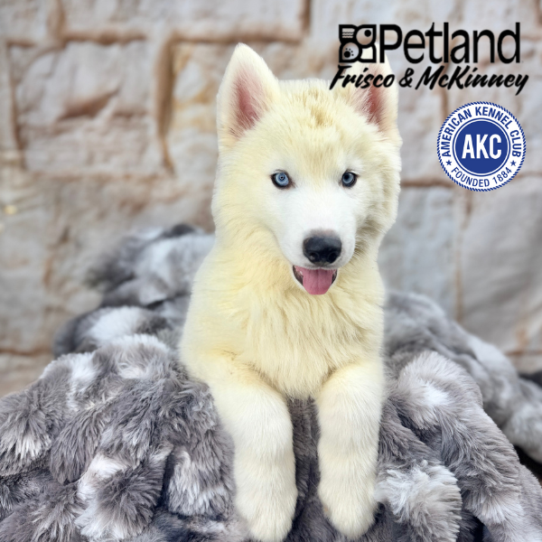 [#M05052] White M Siberian Husky Puppies for Sale