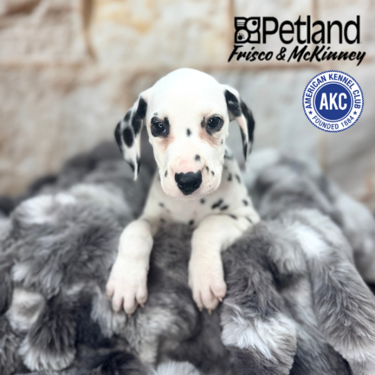 [#M05188] White and Black M Dalmatian Puppies for Sale
